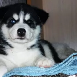 Продаю щенков сибирских хаски