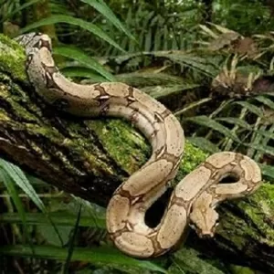 Продам Обыкновенный удав ( Boa constrictor )