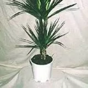 Пальма Драцена,  офисное растение,  недорого,  Виноградарь,  Оболонь,  фото