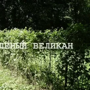 Граб для живой изгороди,  купить,  1 м