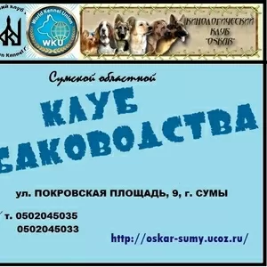Приглашаем в клуб собаководства