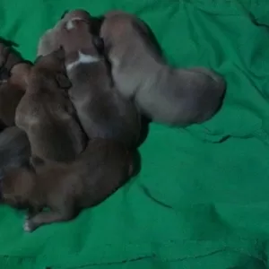 супер щенки немецкого боксера