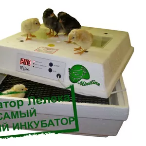 Самый лучший инкубатор для яиц