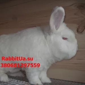 Продам кроликов породы Новозеландский Белый