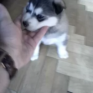 Хаскі хлопчик