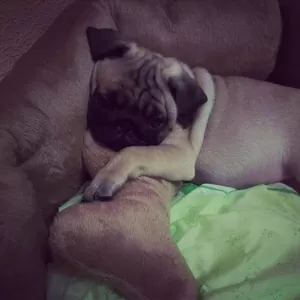 Мопсик