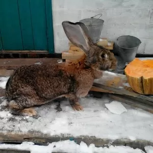 Кролики породы Бельгийский великан