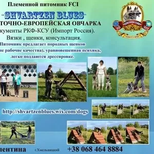 Породистые щенки ВЕО!