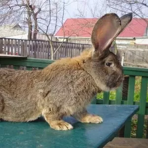 Продам кроликов породы фландер