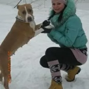 Пропала собака