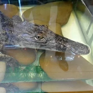крокодиловый кайман