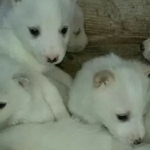 лайка 