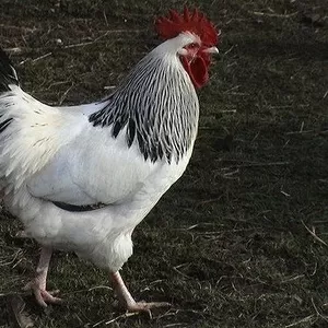 продам мясо домашних петушков и курочек