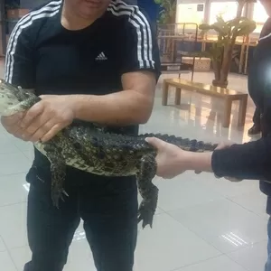 НИЛЬСКИЙ КРОКОДИЛ Crocodylus niloticus - 1.2 метра - 1000$.