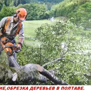 Спил, валка аварийных деревьев. Обрезка опасных веток.