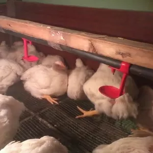 Домашние бройлерные куры