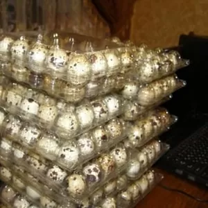 Домашние перепелиные яйца и мясо перепела