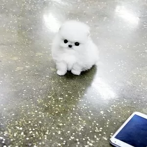 Симпатичные Поморское щенка