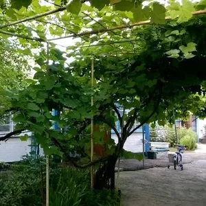 Дом с постройками+1га вдоль трассы Киев-Харьков, возле Решетиловка