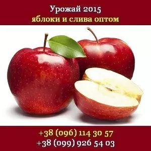 Купить яблоки урожая 2015 Опт,  свежие Украина