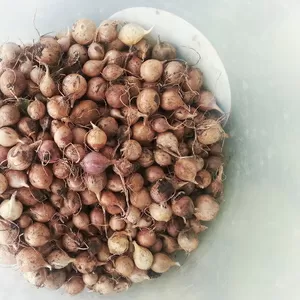 Продем чеснок Софиевский