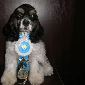 Американский кокер спаниель.BEST BEBY 