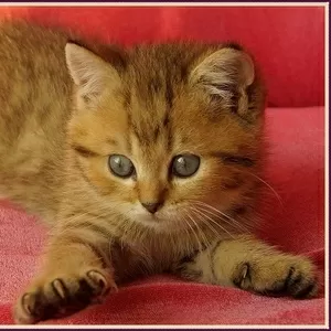 Британская золотая шиншилла