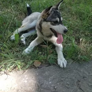 Мини Хаски