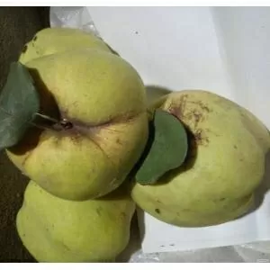 Продам плоды айвы