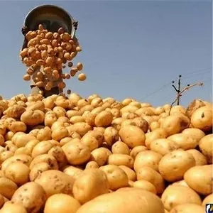Куплю картофель оптом. Цена договорная.