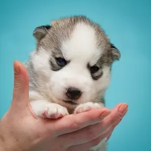 Продажа Сибирский Хаски