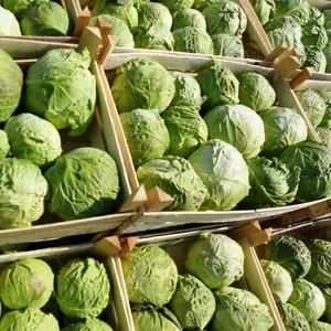 Продажа,  закупка,  импорт,  экспорт овощей,  фруктов,  грецкого ореха