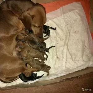 Щенки таксы,  красивые и породистые