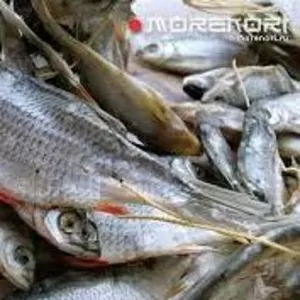 Рыбная компания реализует оптом речную вяленую рыбу