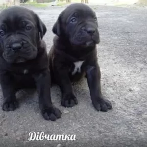 цуценята кане корсо