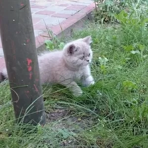 Срочно,  плюшевые кошечки