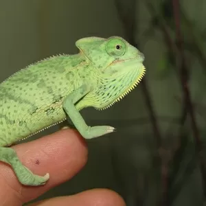 Хамелеон йеменский (Chamaeleo calyptratus)