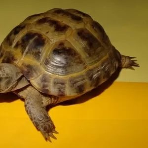 Черепаха степная (Testudo horsfieldii)
