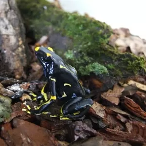 Dendrobates tinctorius Alanis,  Dendrobates tinctorius Azureus