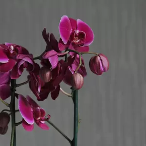Орхидея фаленопсис - распродажа