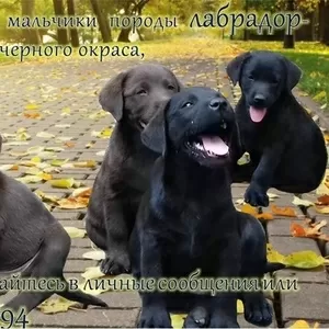 Щенки Лабрадора-Ретривера шоколадного и черного окраса