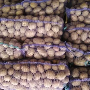 Заключим договора на поставку картофеля опт