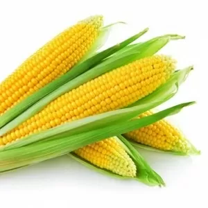 Кукуруза сладкая