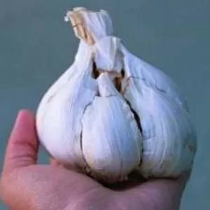 Продам чеснок семена на посадку