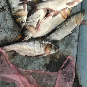 Продам живу рибу (товстолоб,  карась)