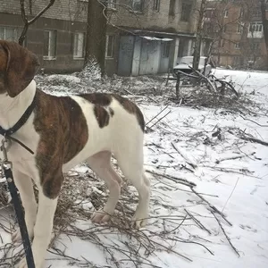 Щенок американского бульдога