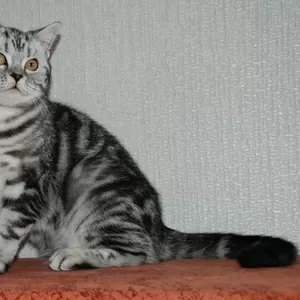 Киевский питомник предлагает британских котят окраса вискас