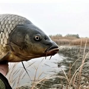Живая товарная рыба: карп (зеркальный),  белый амур,  толстолоб.