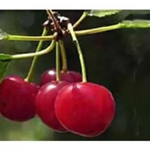 Черешня из Испании