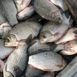 Продам оптом речную рыбу Продам оптом ставковую рыбу